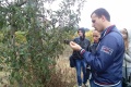 2. Студент 41П Владислав Курило встановлює ступінь ураження сорту яблуні Ренет Симиренка