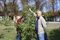 Професор Мельник О. В. демонструє особливості формування дерев вишні для комбайнового збирання врожаю