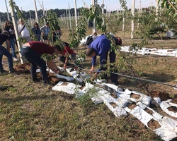 Студенти 21м-с та 21м-зґ за виконанням завдання з мульчування пристовбурної смуги