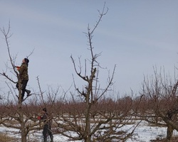 Дерево сливи у віковому періоді плодоношення і росту ПІСЛЯ обрізування.