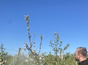 Дослідження аспірантів кафедри плодівництва і виноградарства впродовж вегетації
