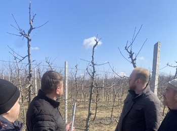 ВЕСНЯНІ ДОСЛІДЖЕННЯ НАУКОВЦІВ КАФЕДРИ ПЛОДІВНИЦТВА І ВИНОГРАДАРСТВА